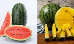 吃瓜网t7wcc免费观看